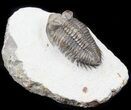 Bug-Eyed Coltraneia Trilobite - Beautiful Shell #31038-1